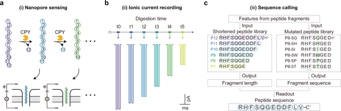 Exopeptidase-assisted nanopore peptide sequence identification