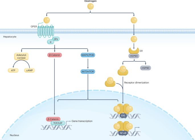 Sexual dimorphism in the liver