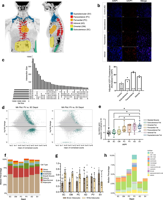 Transcriptomic profiling of human brown and white adipose tissue depots