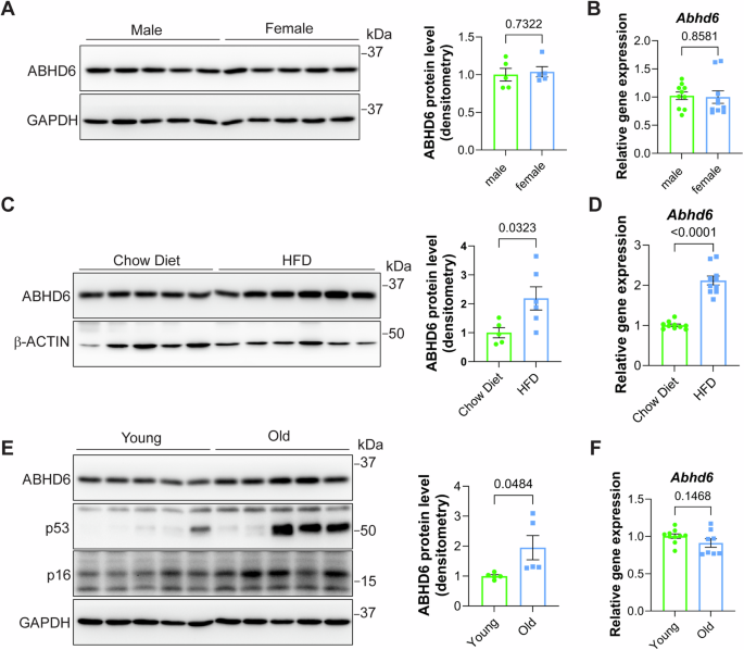 Non-enzymatic hepatic ABHD6 interacts with Akt-FoxO1 axis to regulate metabolic health