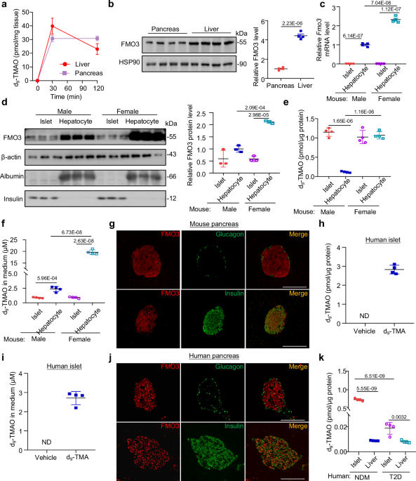 β-cell FMO3-produced TMAO prevents NF-κB-mediated senescence and inflammation in ageing and diabetic conditions