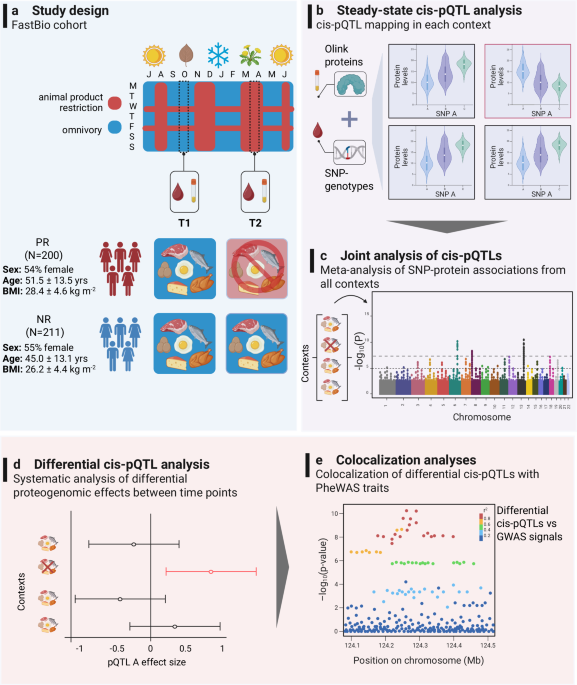 Diet-responsive proteogenomic effects following short-term restriction of animal products in humans