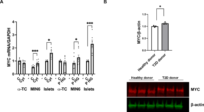 The lncRNA PHAROH augments MYC mRNA levels in insulin-producing cells by counteracting TIA1-induced MYC silencing