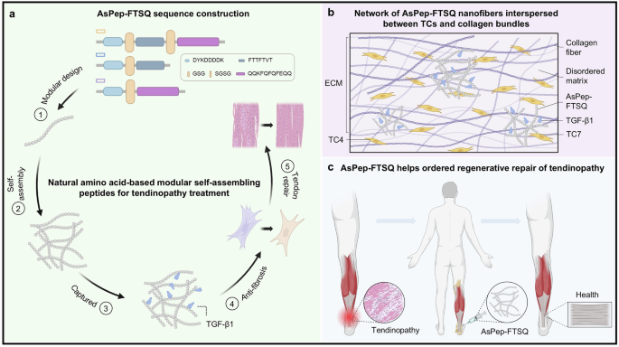 A modular self-assembling peptide platform targeting TGF-β1 for tendon regeneration