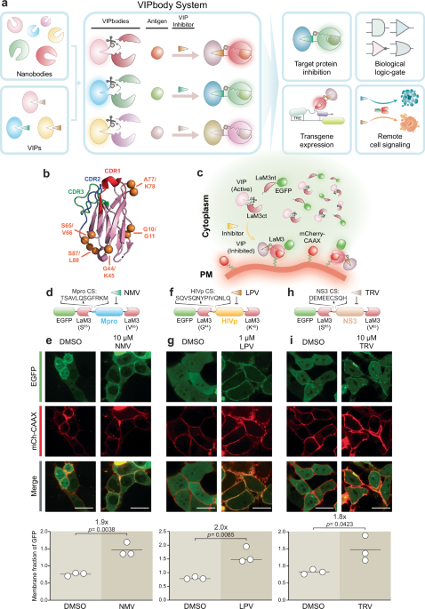 Engineering viral protease-operated nanobodies for programmable and orthogonal control of protein function