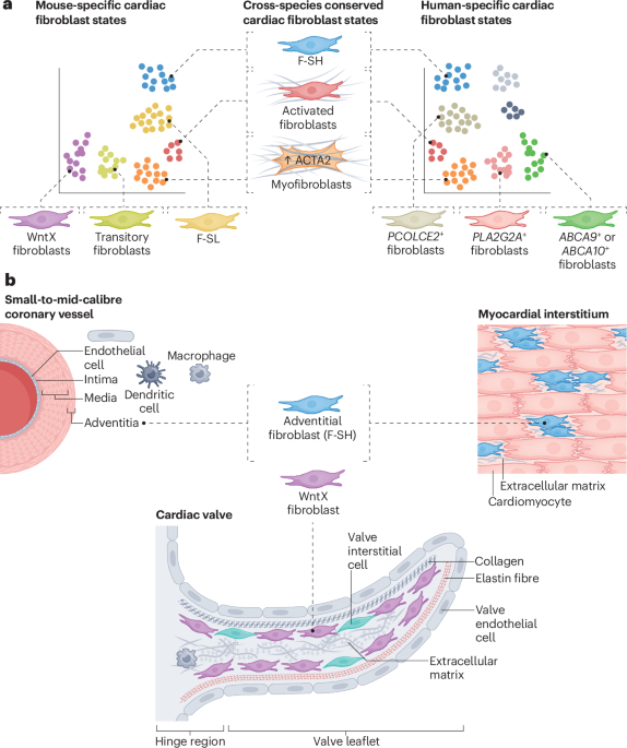 Cardiac fibroblast diversity in HFpEF: states, niches, interorgan drivers and targets