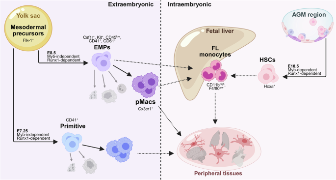 Harnessing macrophage signaling pathways and scalable engineering for next-generation immunotherapies