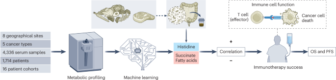 Deciphering the role of histidine in cancer