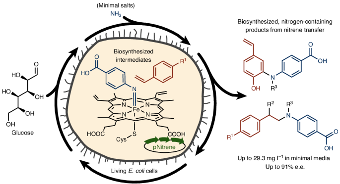 Nitrene generation and transfer for unnatural biosynthesis in living cells