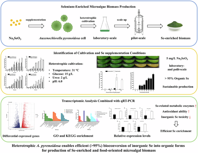 Efficient selenium bioconversion by Auxenochlorella pyrenoidosa enables production of organic selenium-enriched microalg