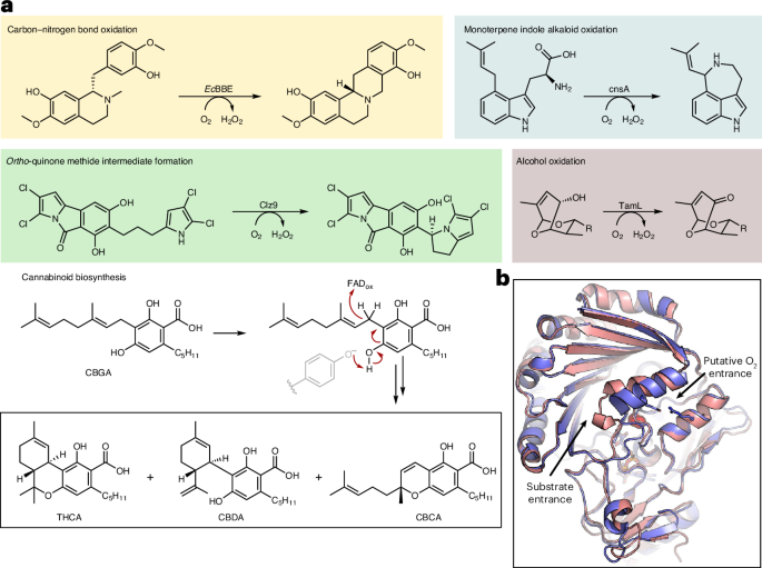 How ocean enzymes are providing access to understudied cannabinoids
