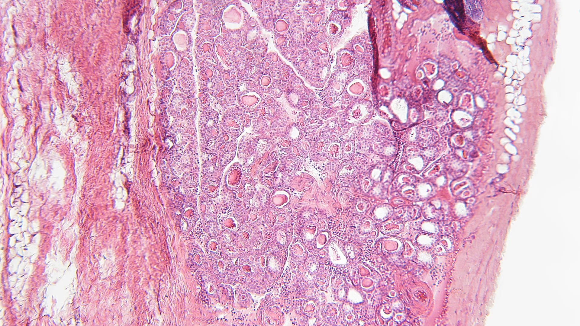 Editorial: Sex steroid metabolism and obesity: insights from animal studies